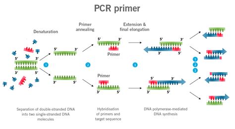 pcr primer design.